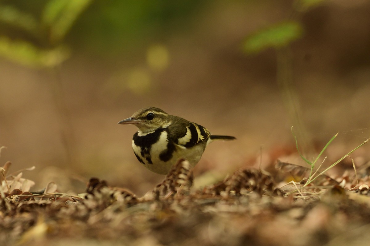 Forest Wagtail - ML613297942