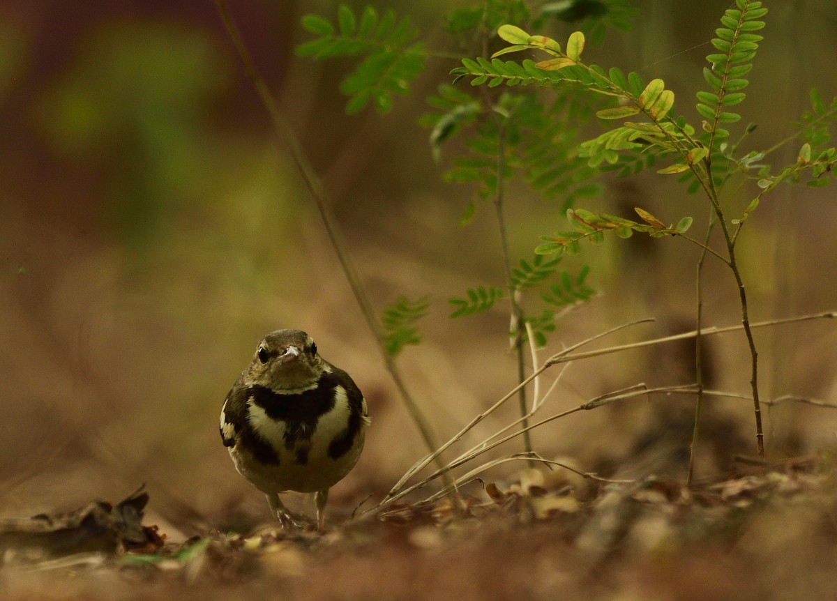 Forest Wagtail - ML613297943