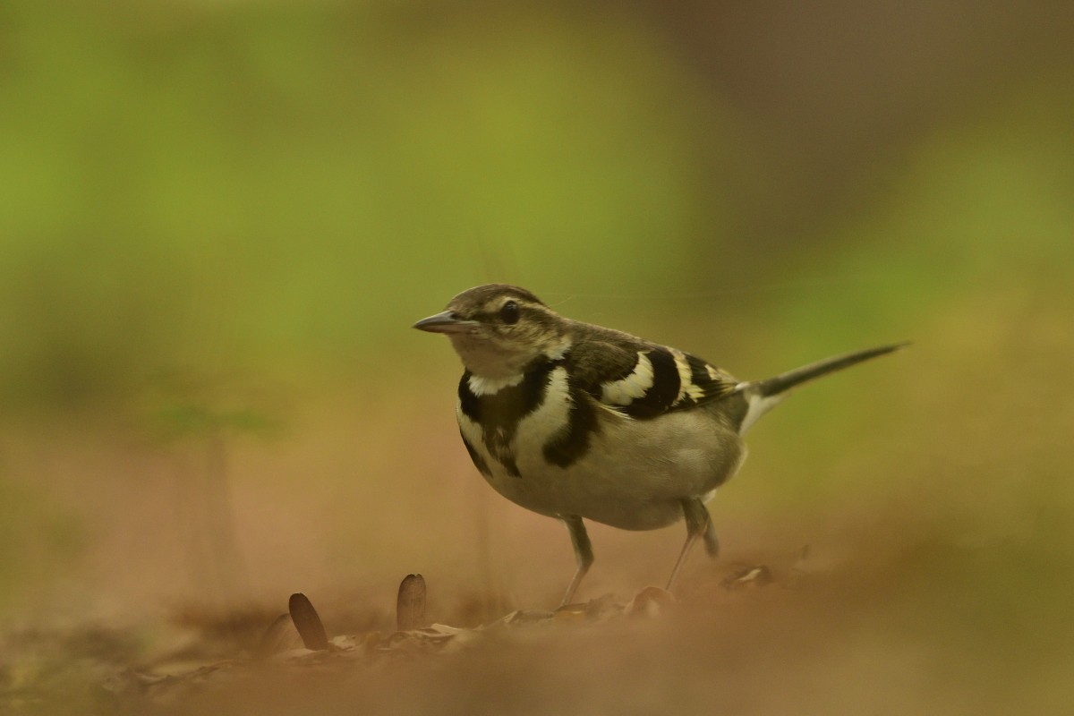 Forest Wagtail - ML613297944