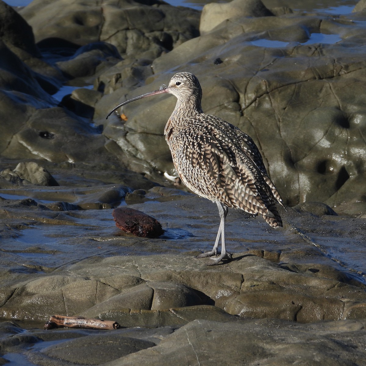 Long-billed Curlew - ML613298156