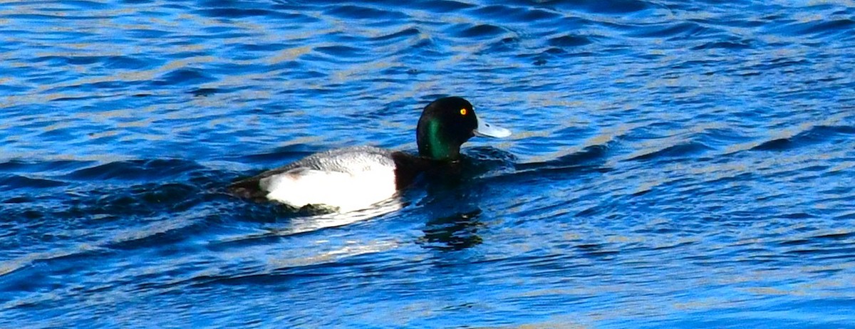 Greater Scaup - ML613298492