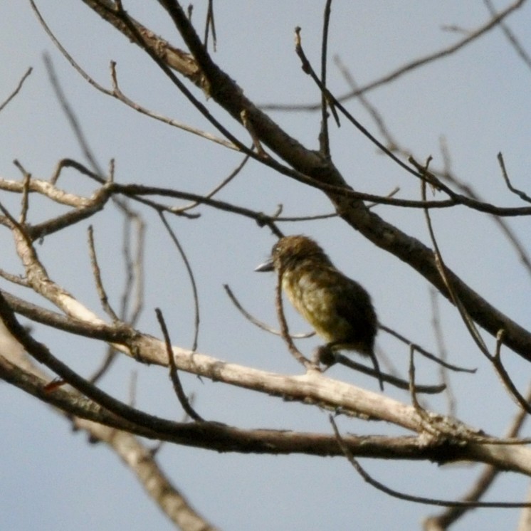 Speckled Tinkerbird - ML613298532