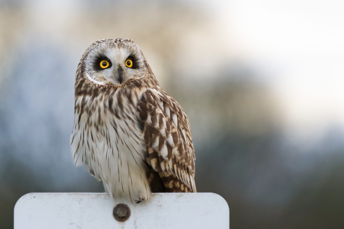 Short-eared Owl - ML613298634