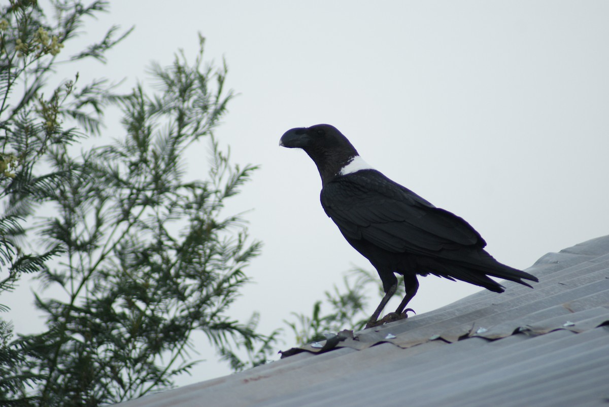 White-necked Raven - ML613299078