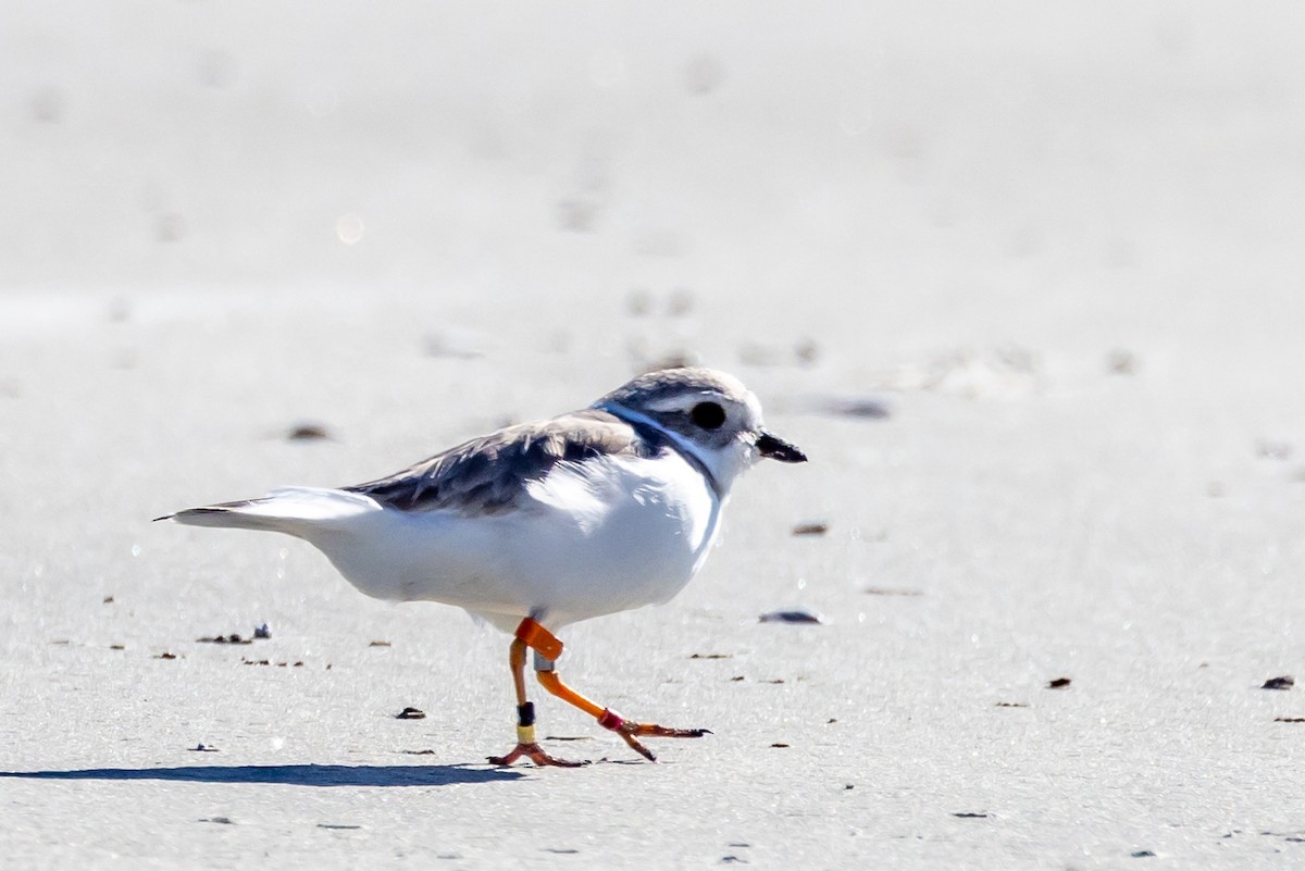 Piping Plover - ML613299159