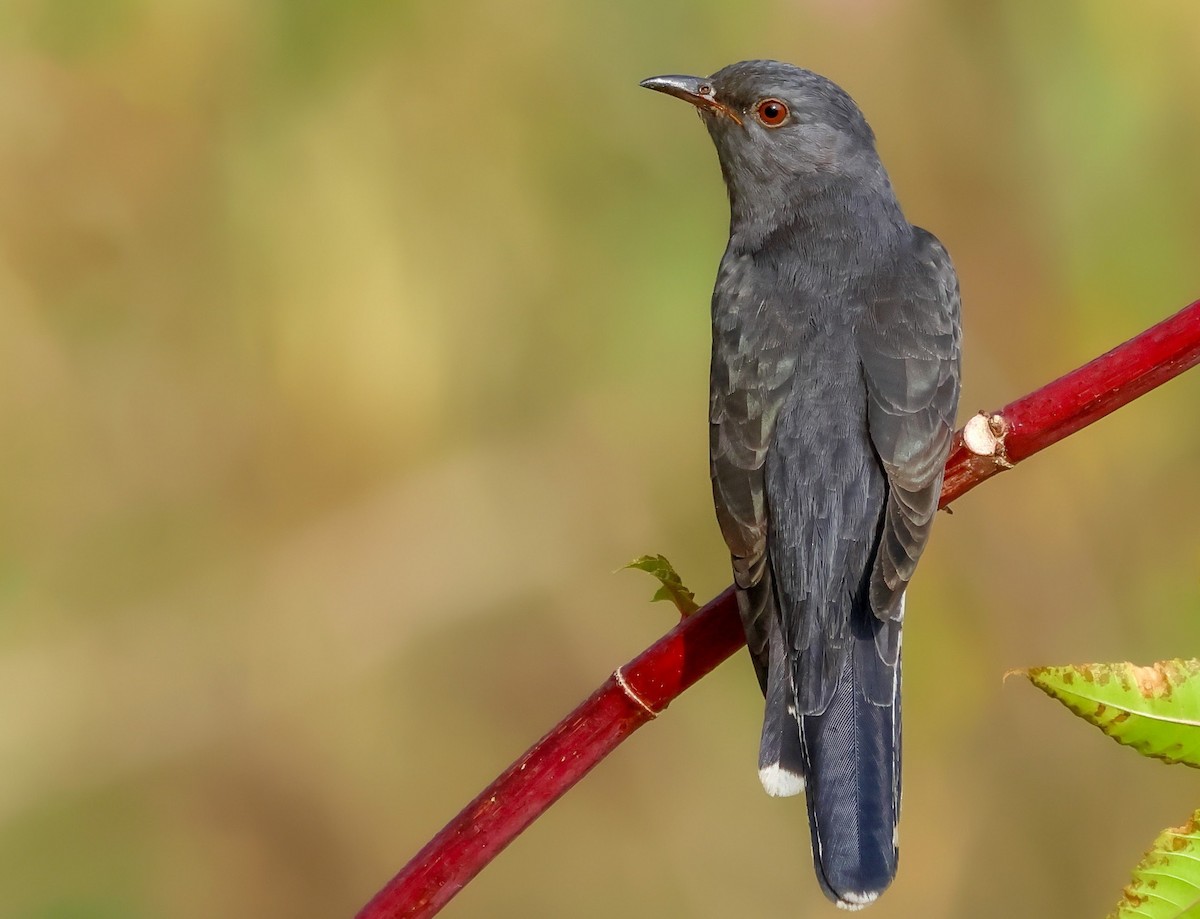 Gray-bellied Cuckoo - ML613299227