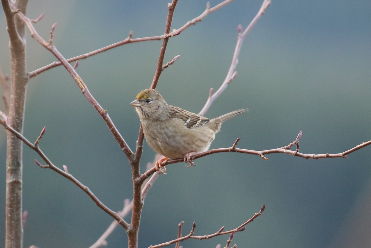Golden-crowned Sparrow - Ben Limle