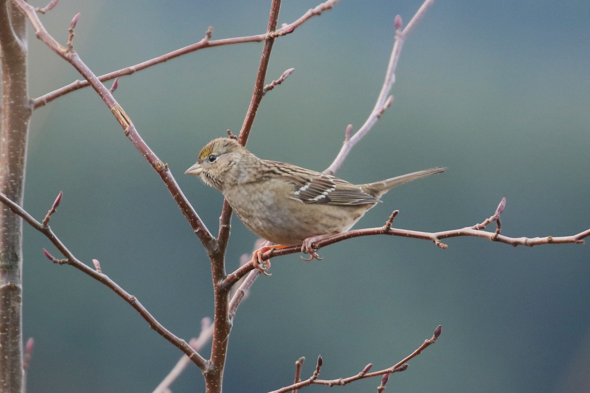 Golden-crowned Sparrow - Ben Limle