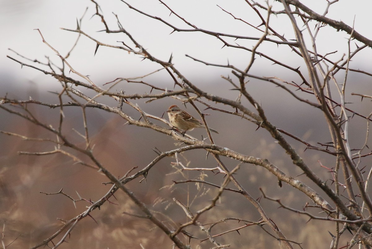 American Tree Sparrow - Ben Limle