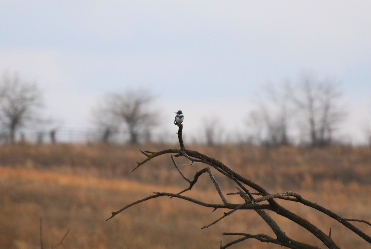 Belted Kingfisher - ML613299579