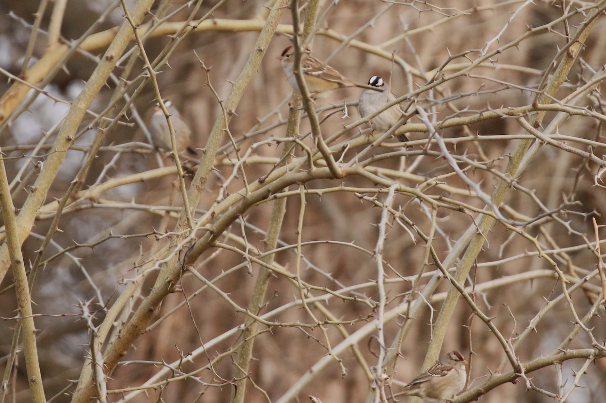 White-crowned Sparrow - Ben Limle