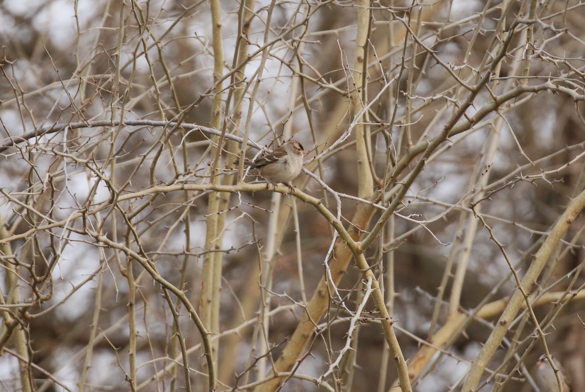 White-crowned Sparrow - Ben Limle
