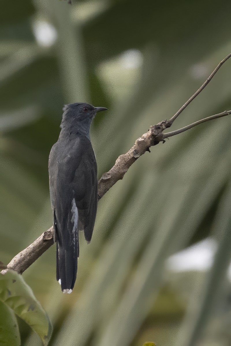 Gray-bellied Cuckoo - Prabhakar Manjunath