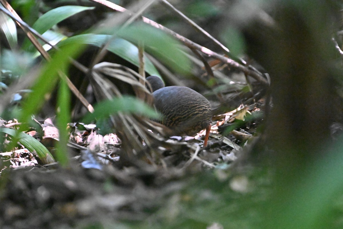 Thicket Tinamou - D T
