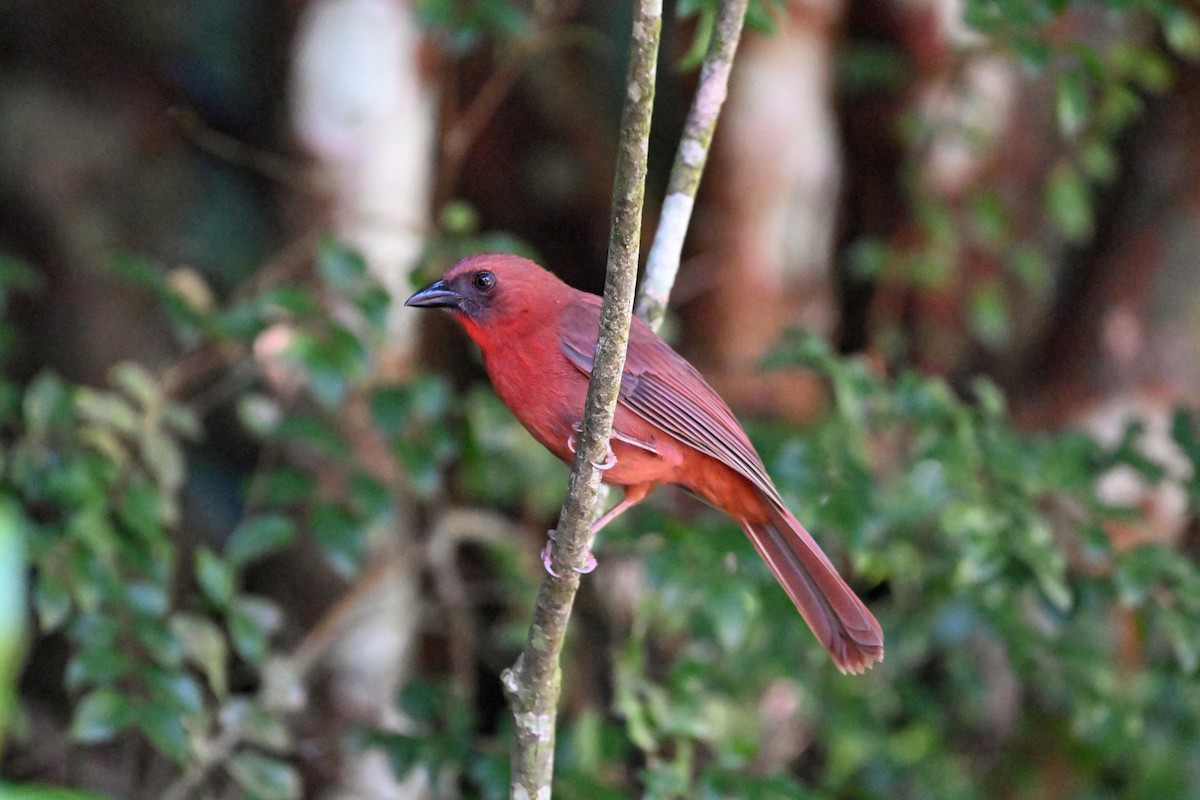 Red-throated Ant-Tanager (Salvin's) - ML613299914