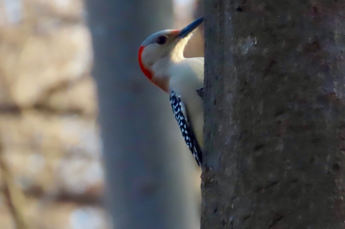 Red-bellied Woodpecker - ML613300221