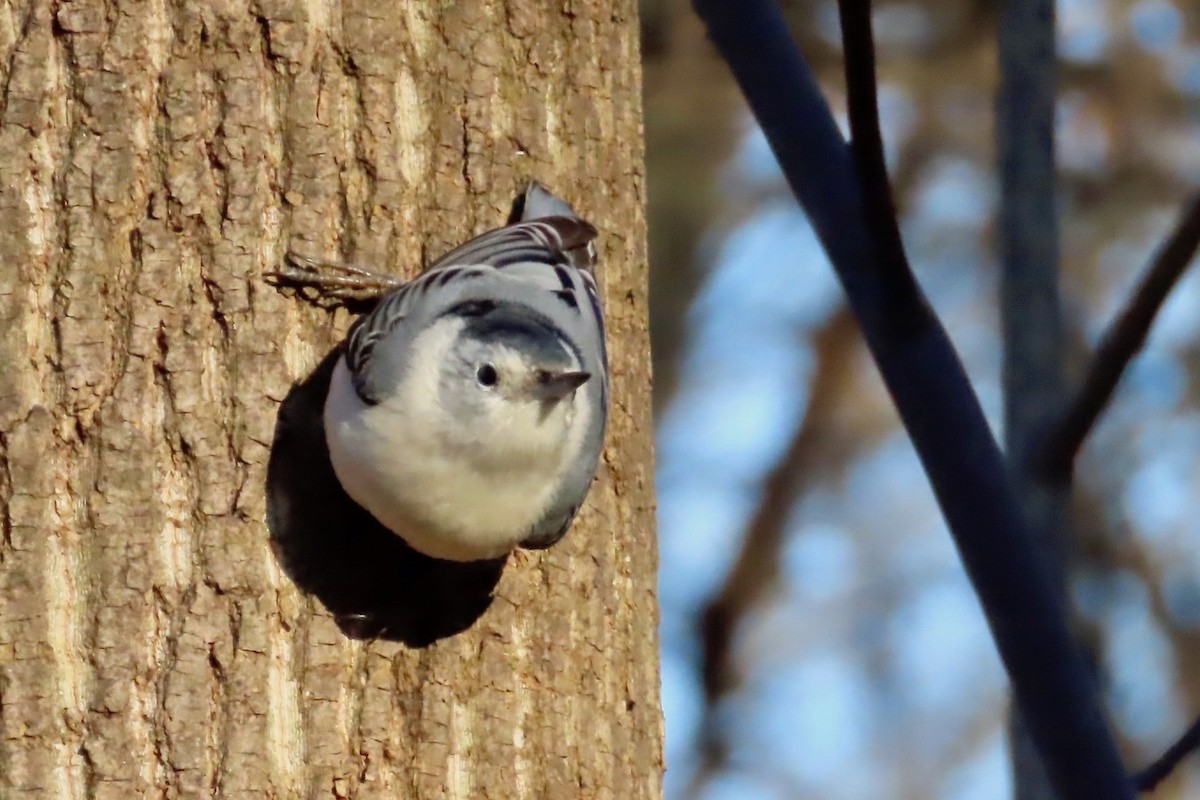 White-breasted Nuthatch - ML613300227