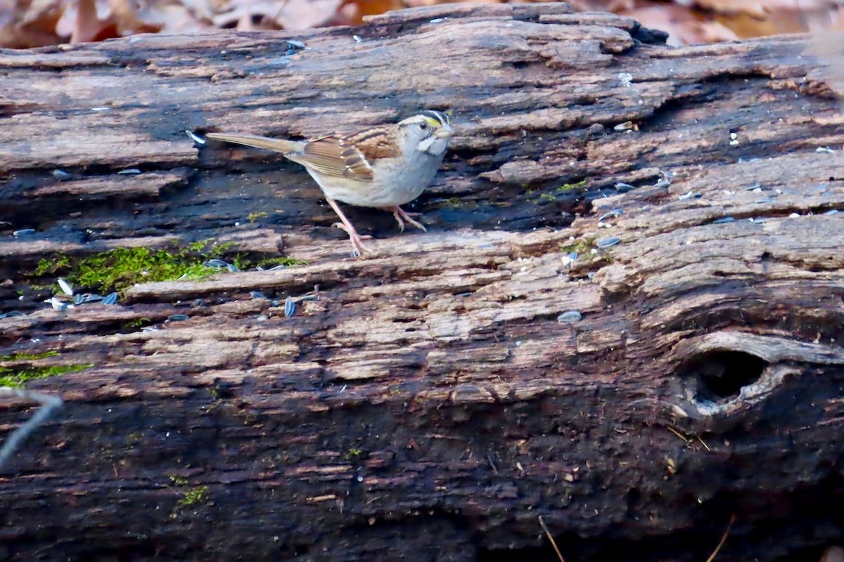 White-throated Sparrow - ML613300261