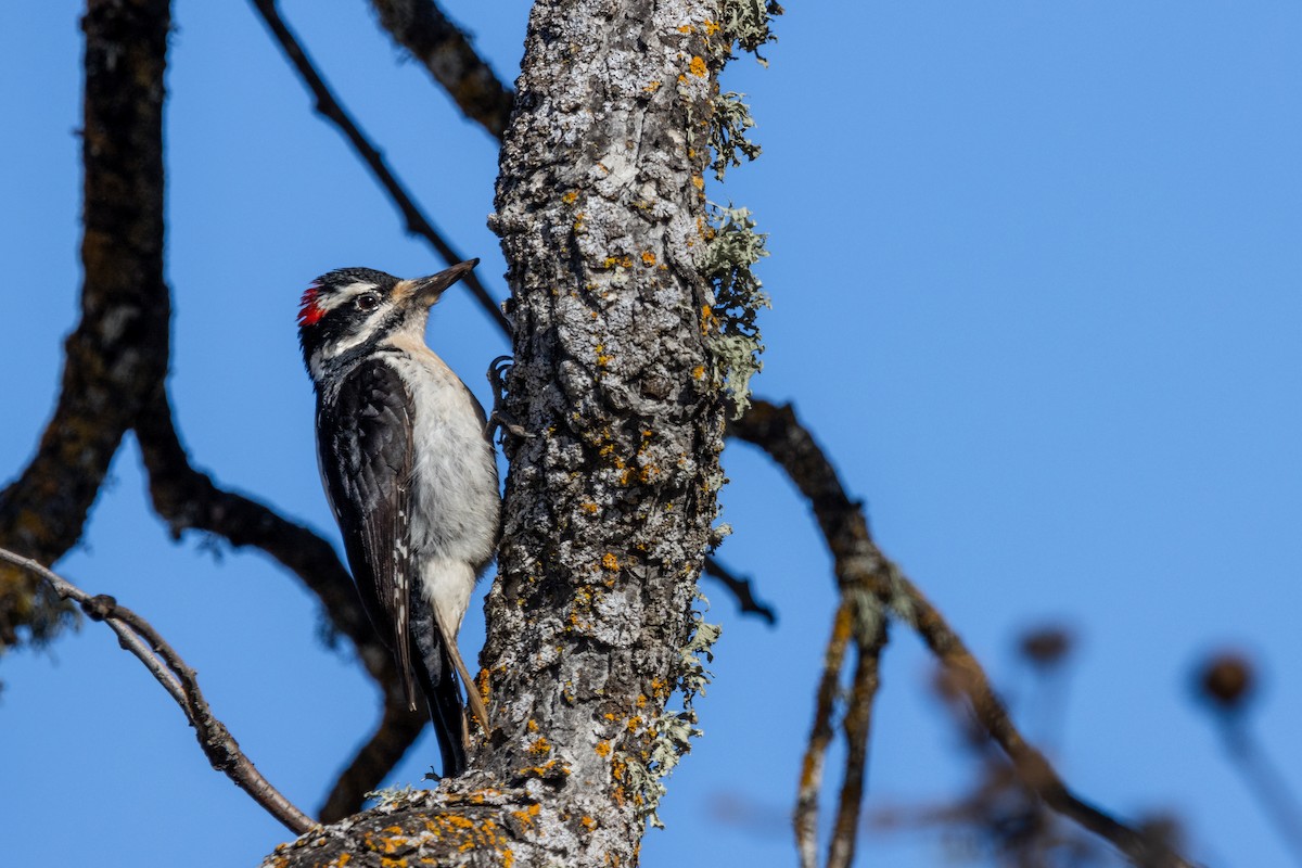 Hairy Woodpecker (Pacific) - ML613300581