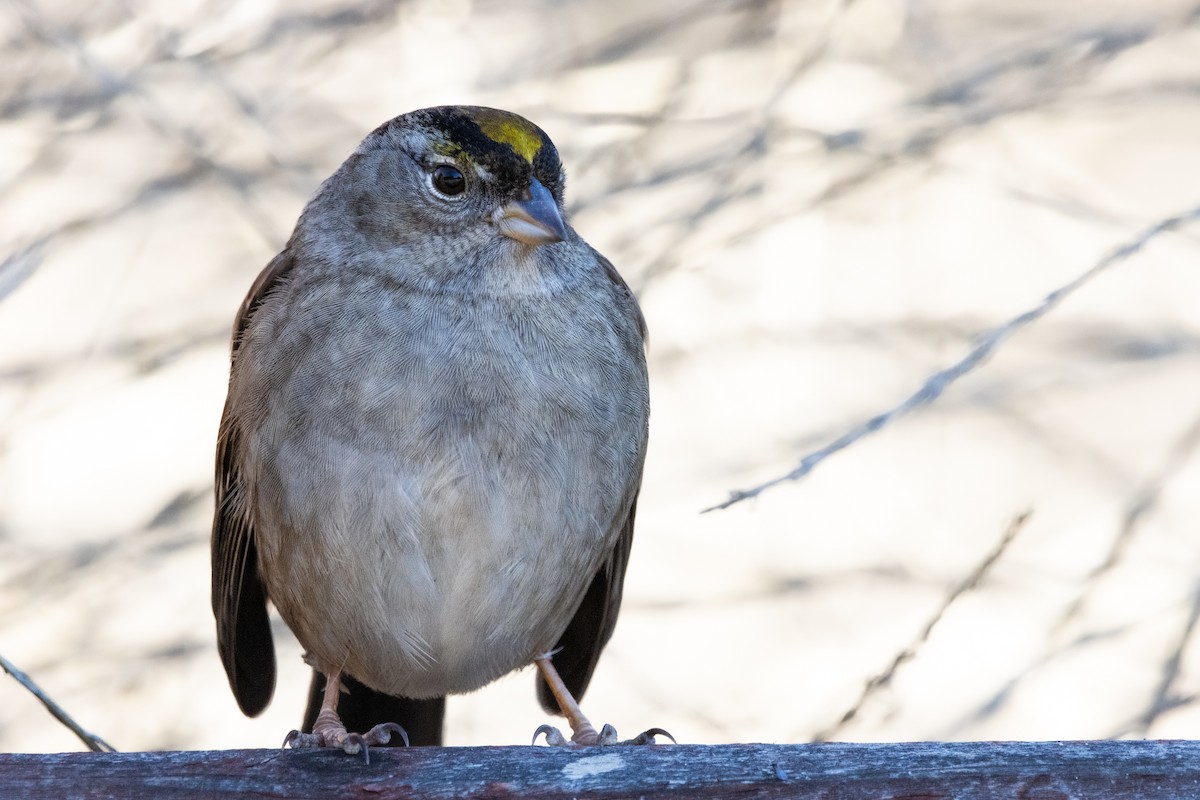 Golden-crowned Sparrow - ML613300587