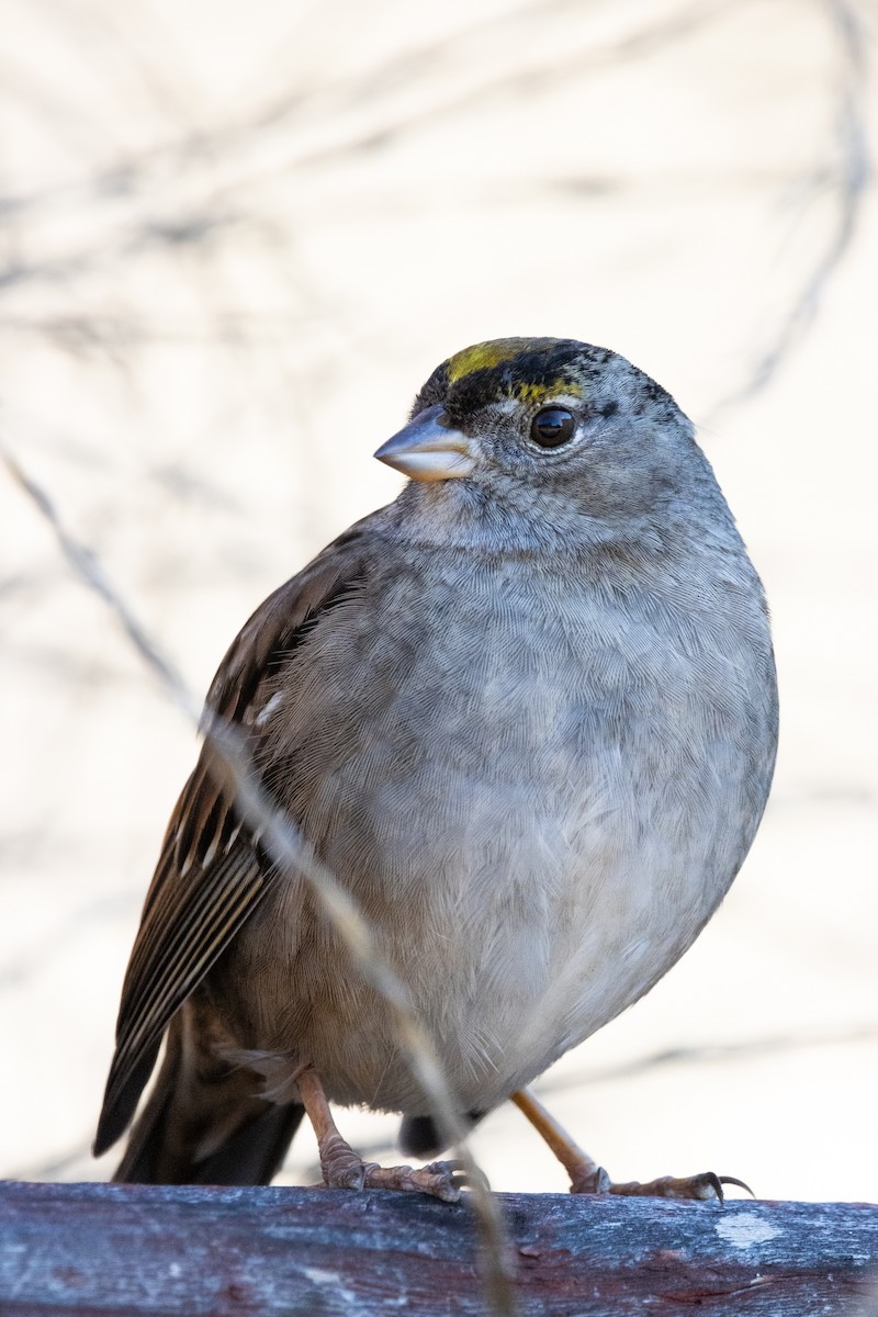 Golden-crowned Sparrow - ML613300588