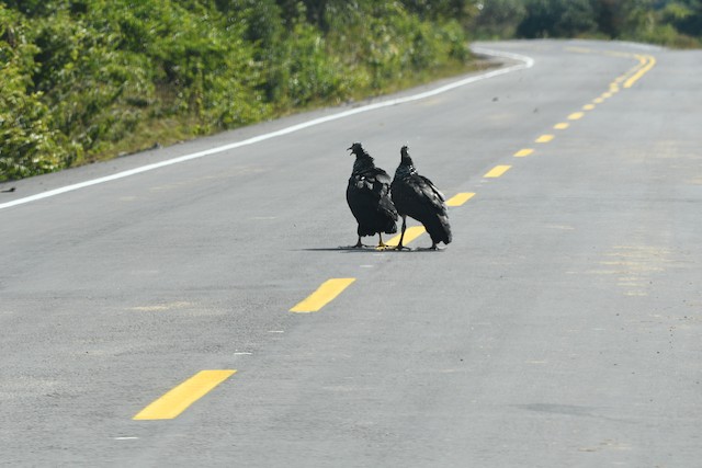 Adults on road. - Horned Screamer - 