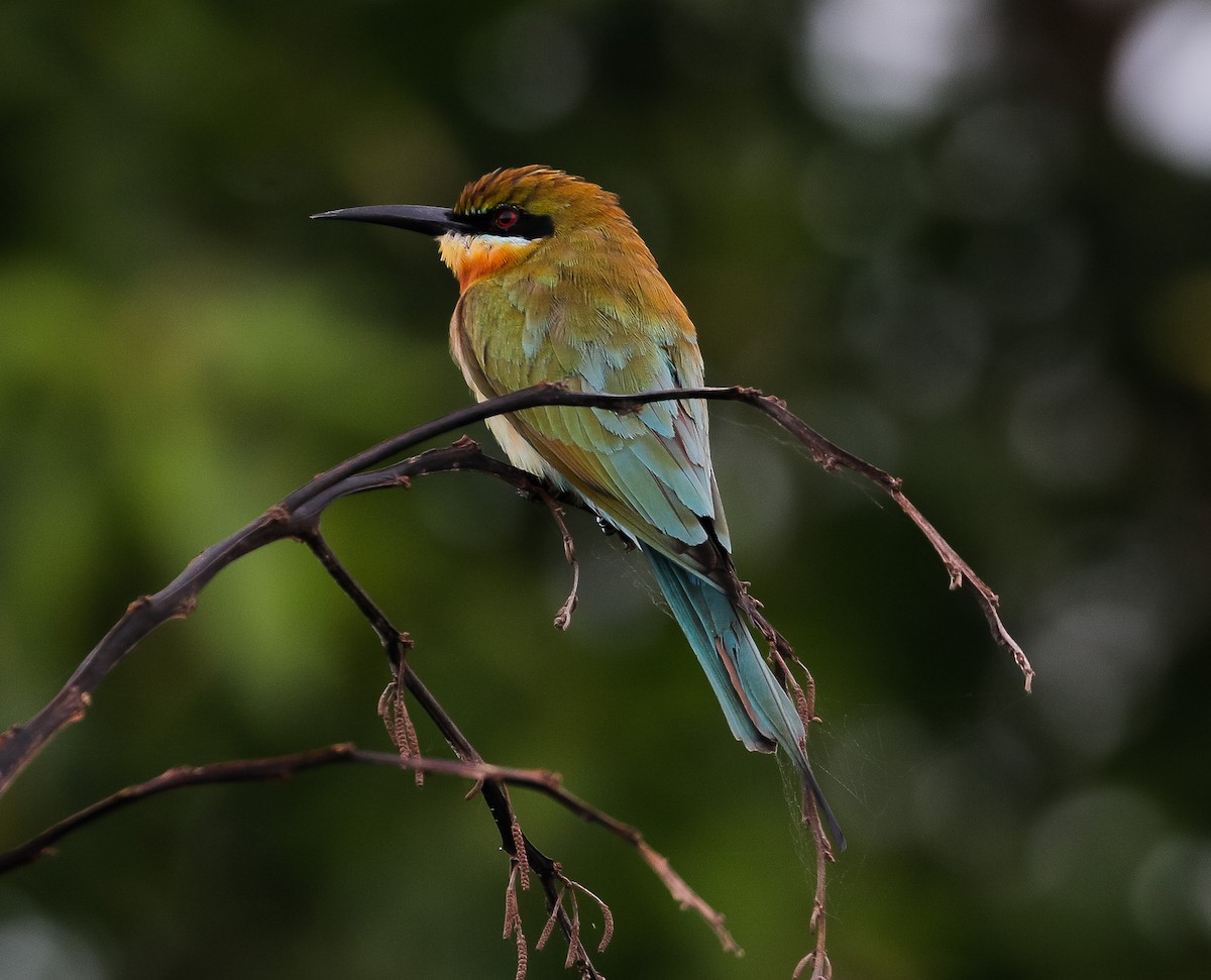 Blue-tailed Bee-eater - ML613300958