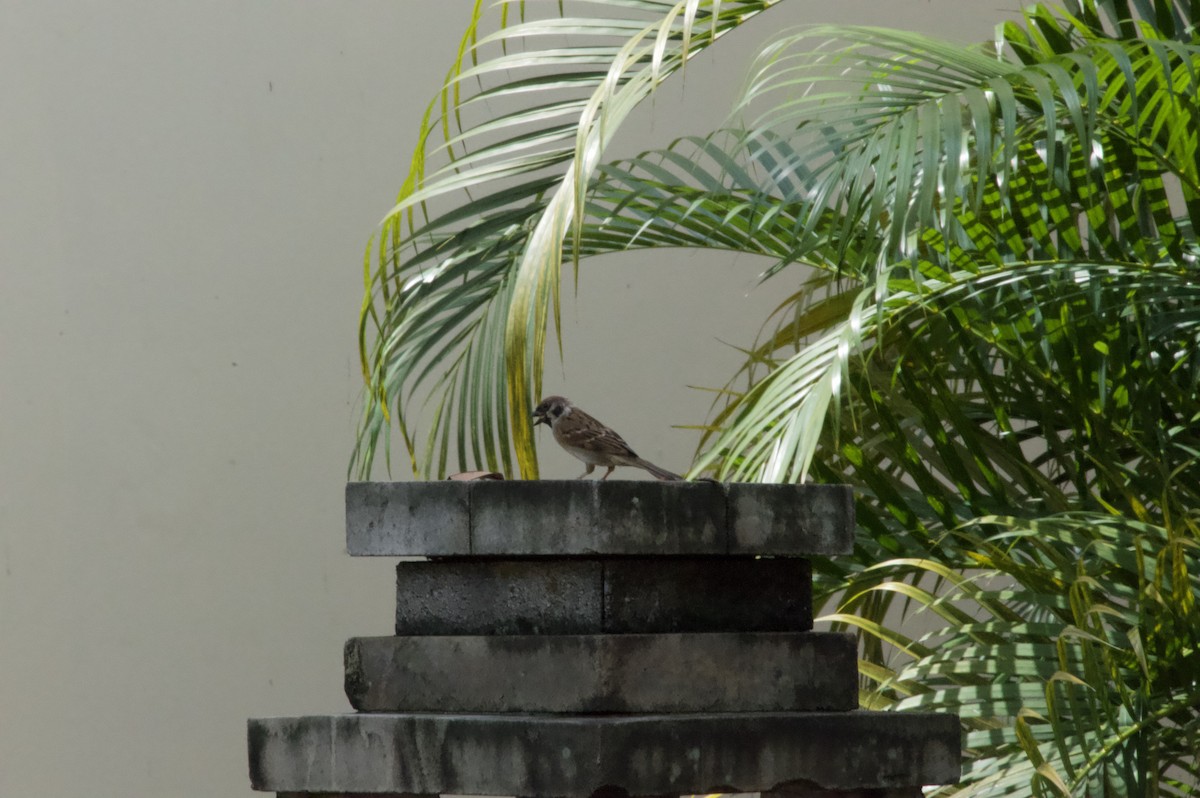 Eurasian Tree Sparrow - ML613301335