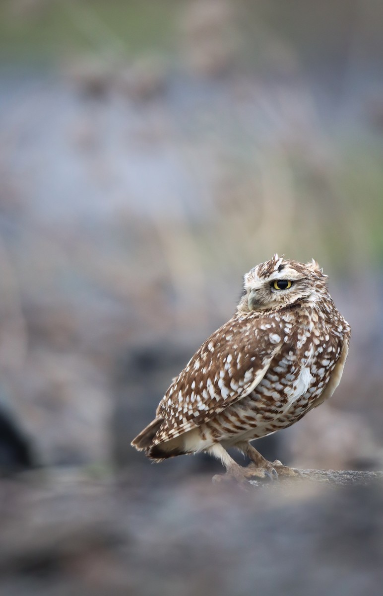 Burrowing Owl - ML613301653