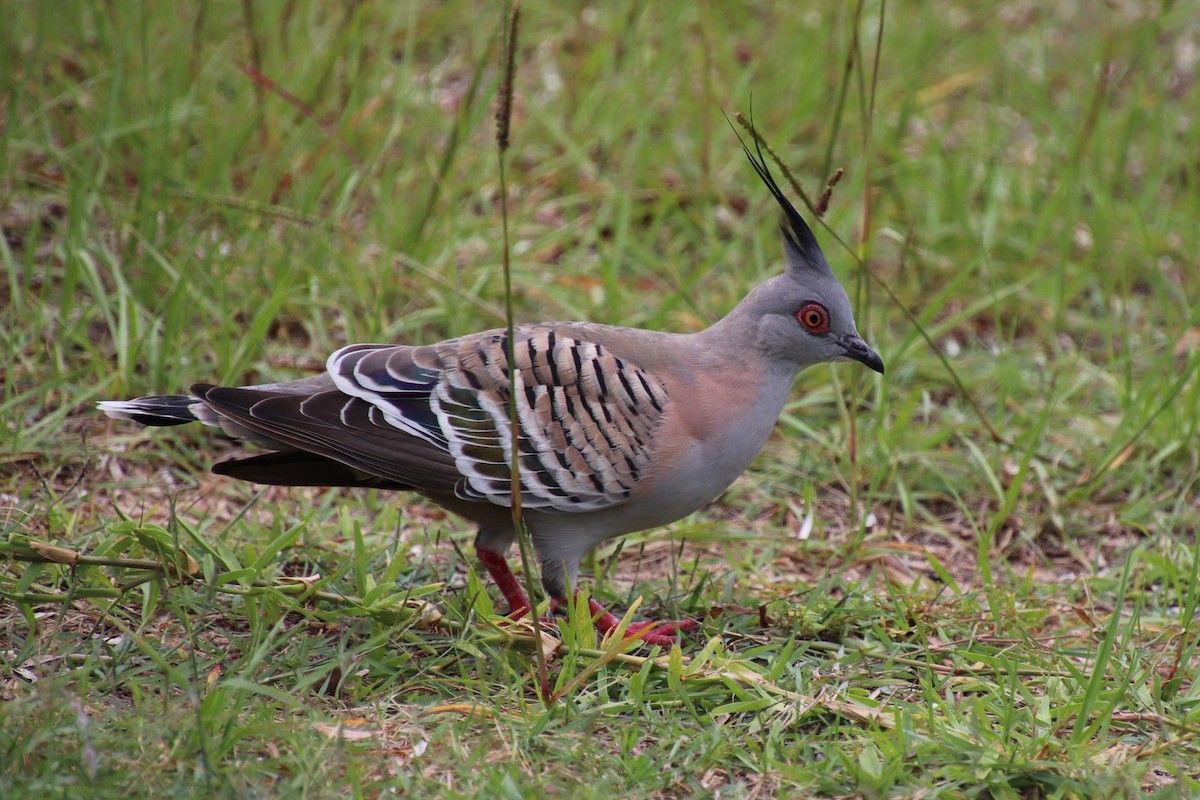 Crested Pigeon - Heron Ray