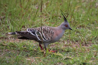 Crested Pigeon, ML613301942
