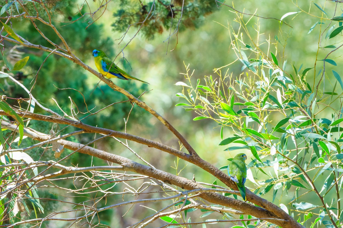 Turquoise Parrot - ML613302076