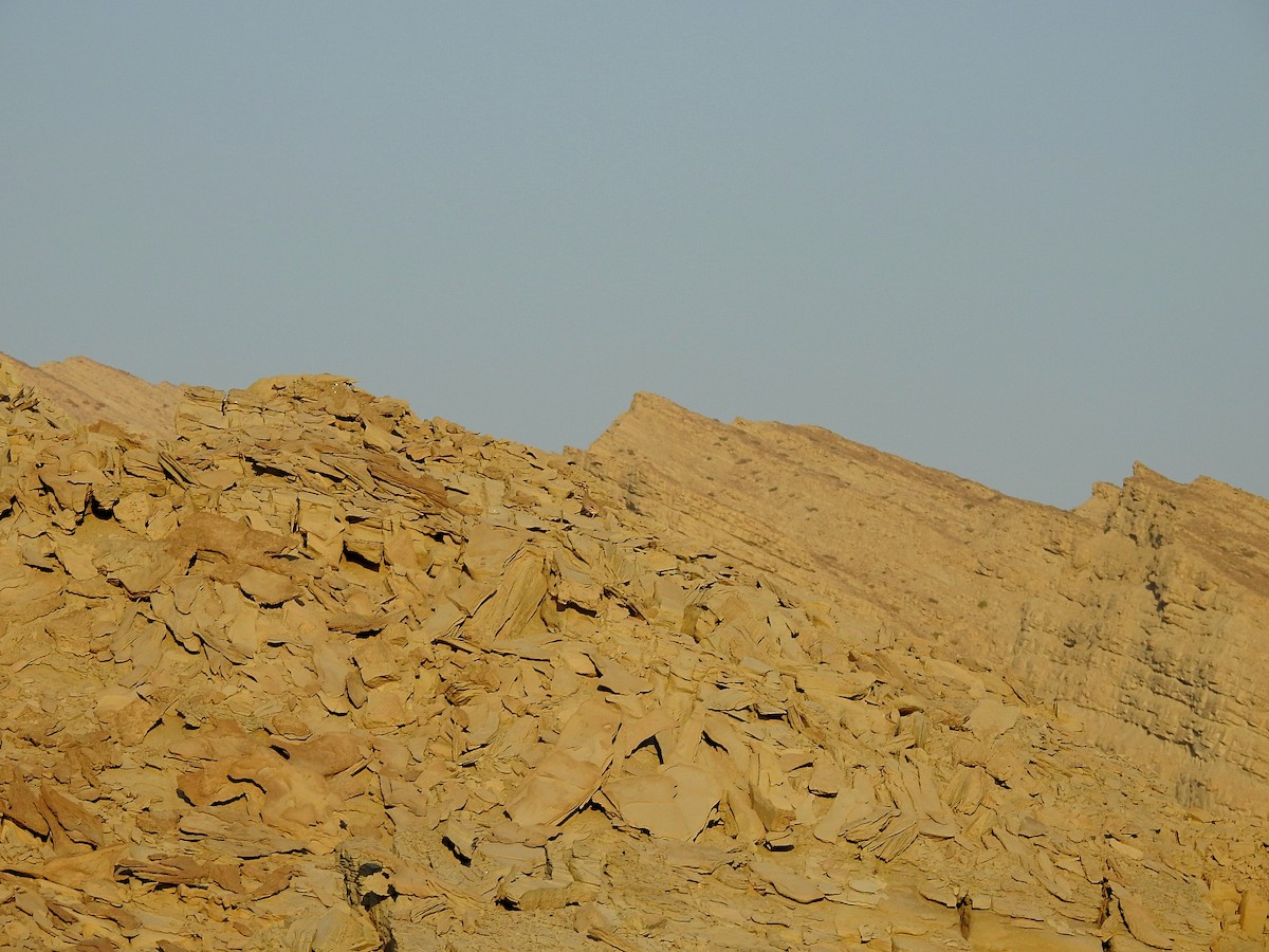 Пустынная куропатка - ML613302090