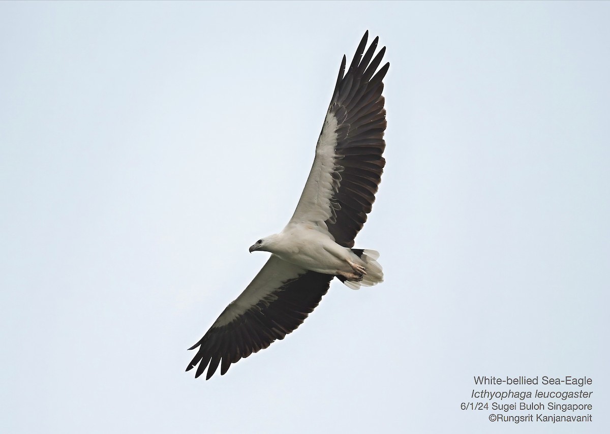 Белобрюхий орлан - ML613302221