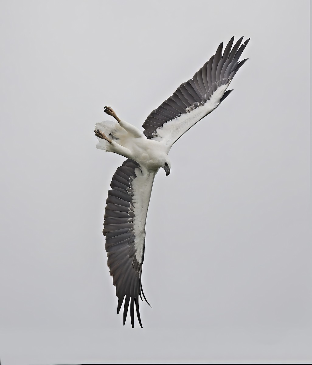 White-bellied Sea-Eagle - ML613302222