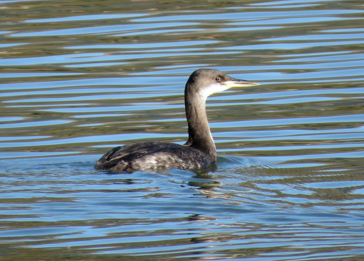 Red-necked Grebe - ML613302454