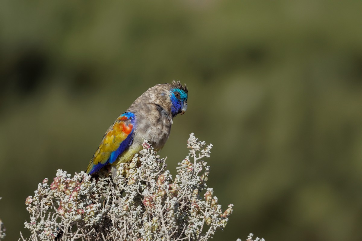 Naretha Mavi Yüzlü Papağanı - ML613302574