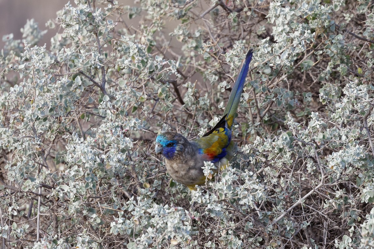 Naretha Mavi Yüzlü Papağanı - ML613302575