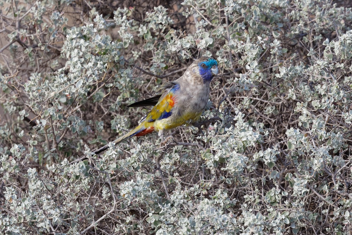 Naretha Mavi Yüzlü Papağanı - ML613302576