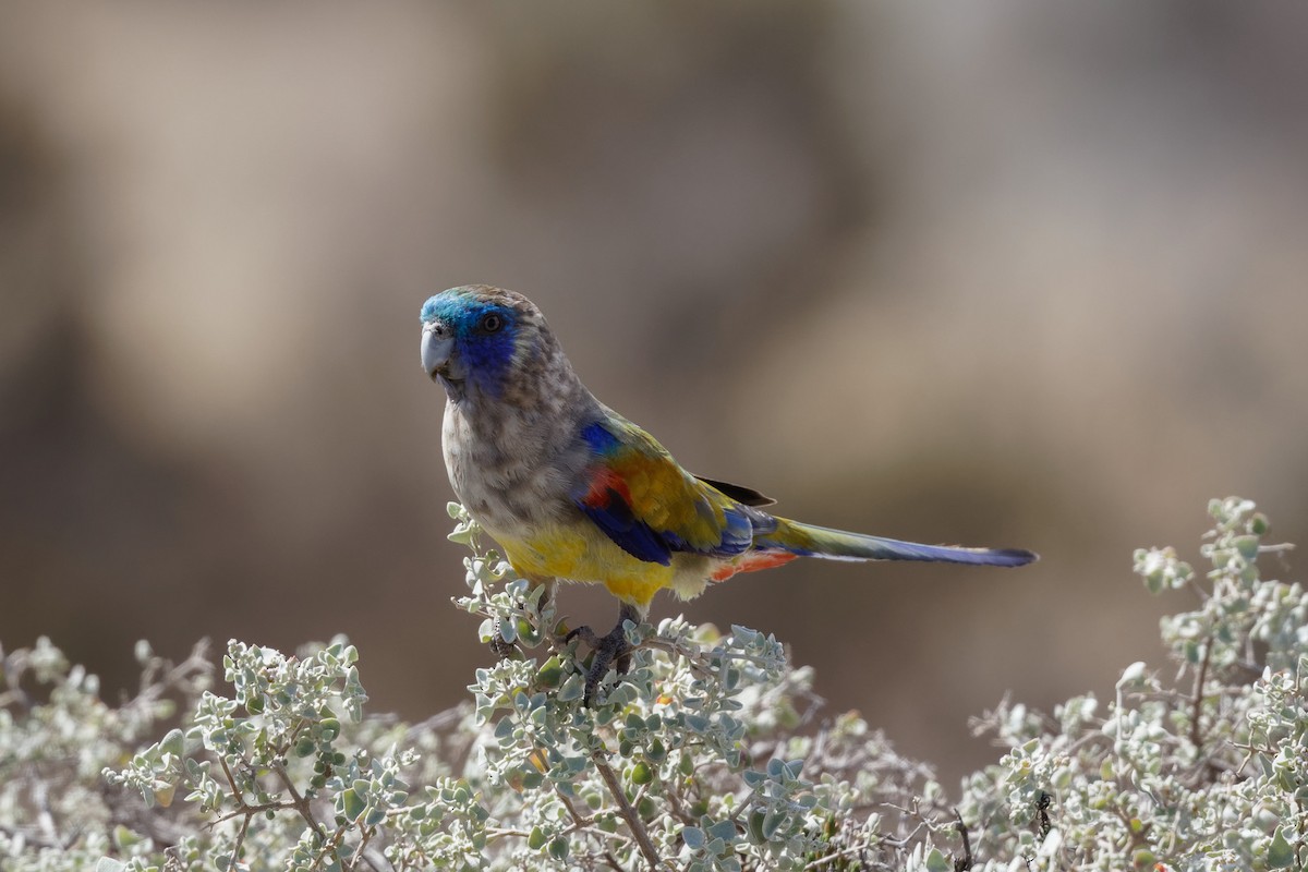 Naretha Mavi Yüzlü Papağanı - ML613302589