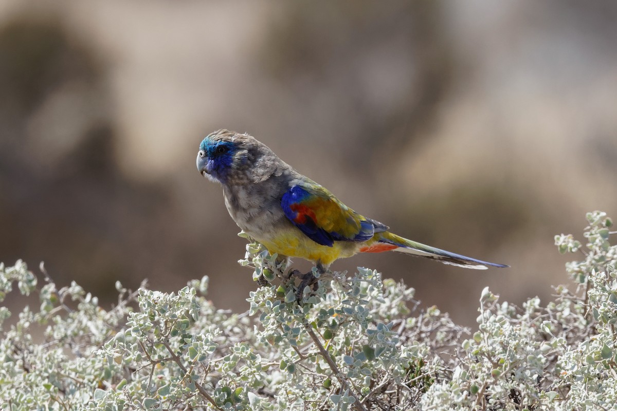 Naretha Mavi Yüzlü Papağanı - ML613302590