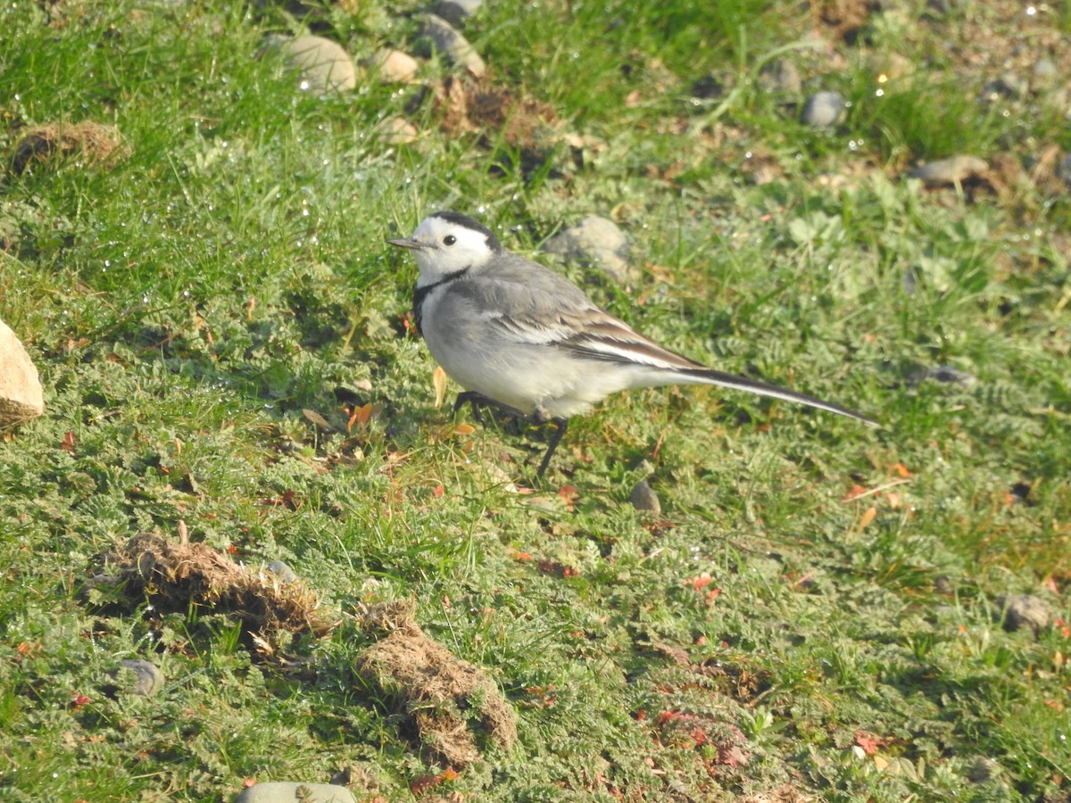 White Wagtail (White-faced) - ML613302658