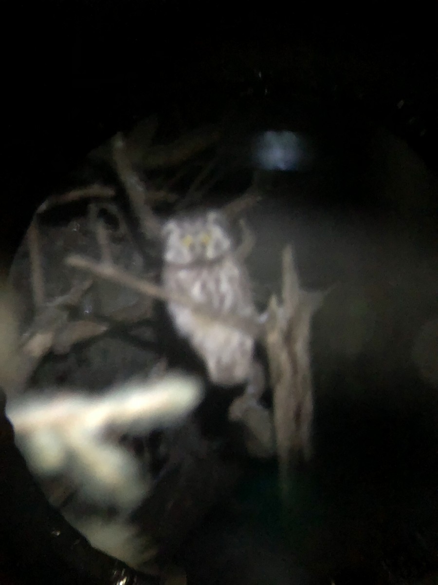 Boreal Owl - ML613302721