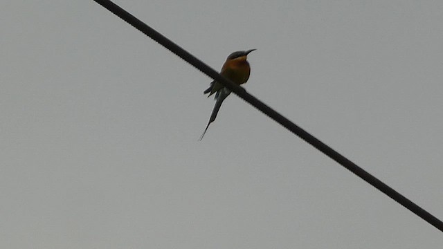 Blue-tailed Bee-eater - ML613302725