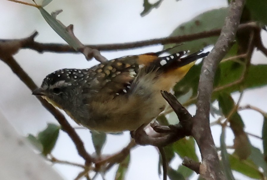 Spotted Pardalote (Spotted) - ML613302759
