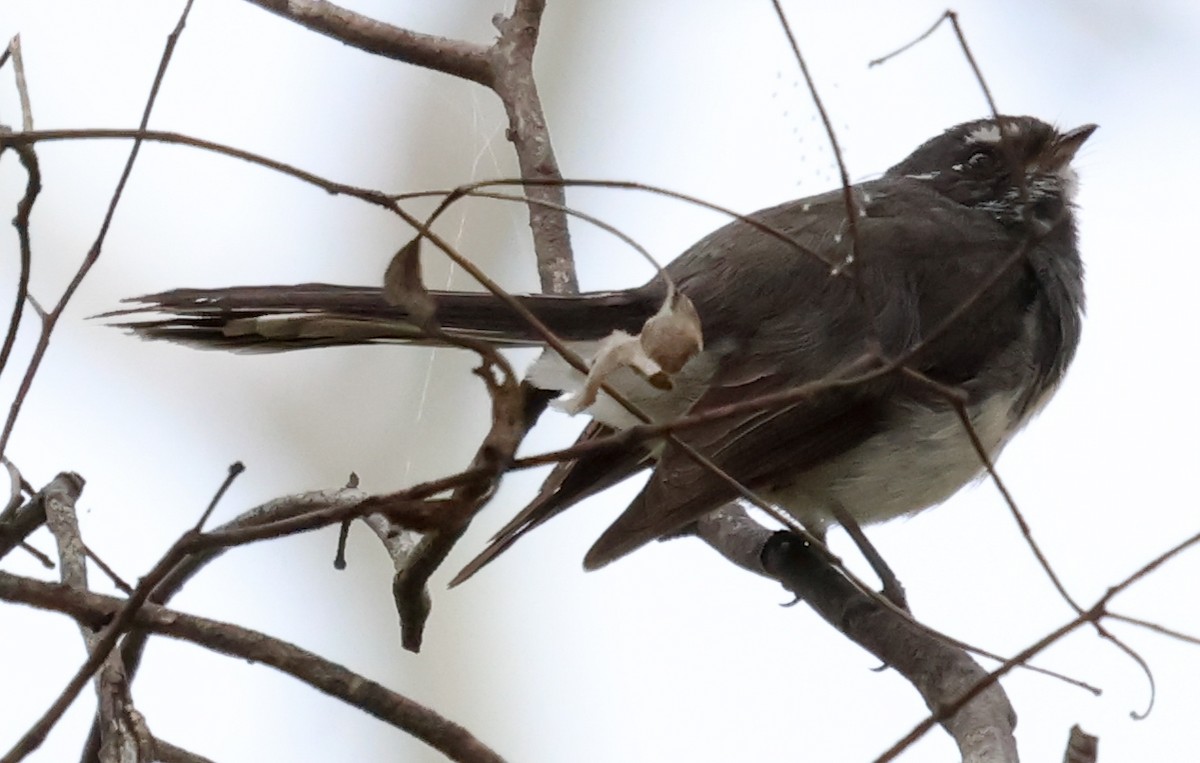 Gray Fantail (albiscapa) - John Brown