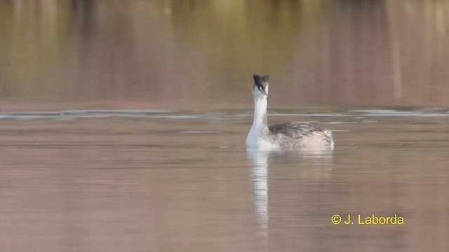 Great Crested Grebe - ML613302986