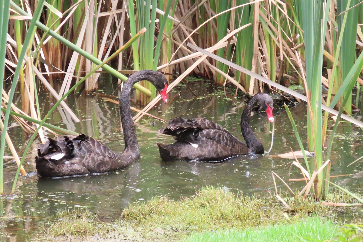 EBird Australia Checklist 9 Jan 2024 Jerrabomberra Wetlands Nature   1200