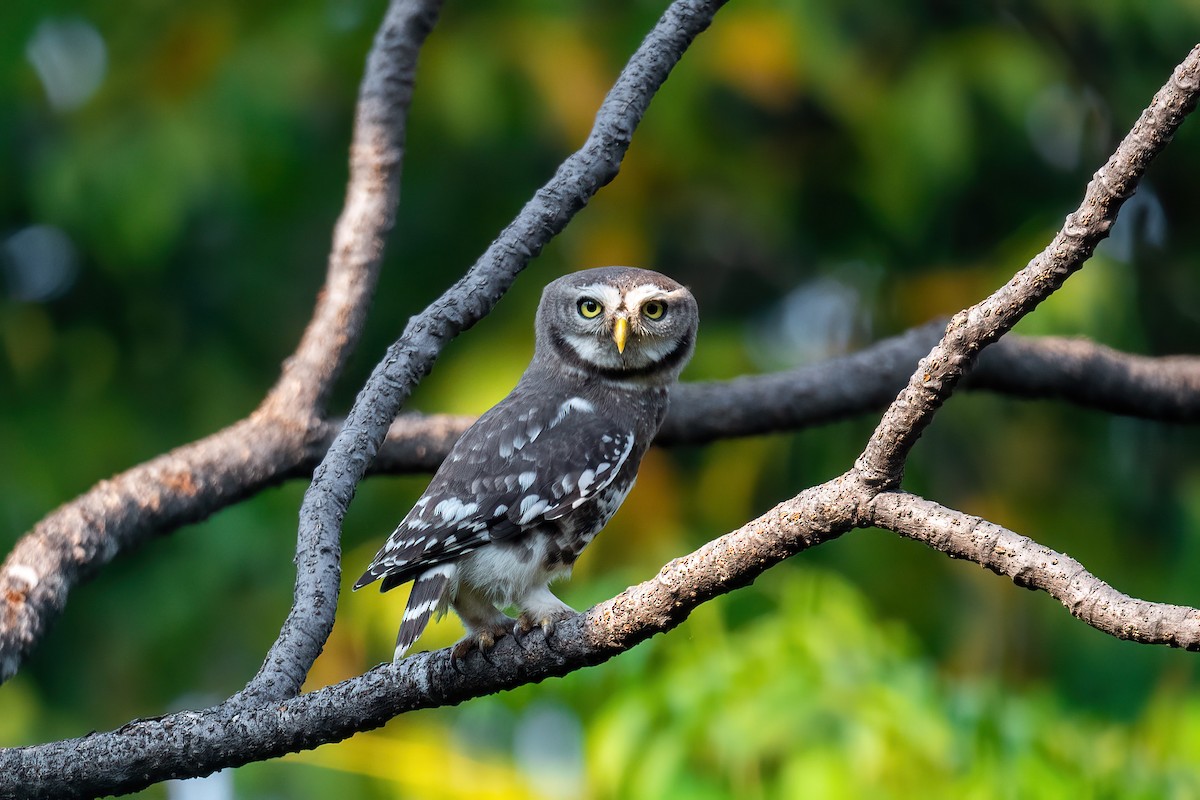 Forest Owlet - ML613303152