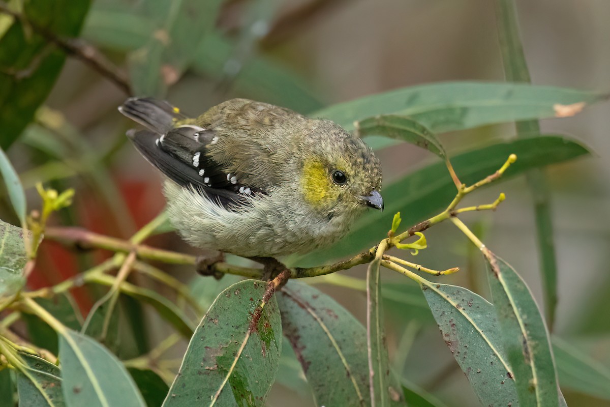 Forty-spotted Pardalote - ML613303199
